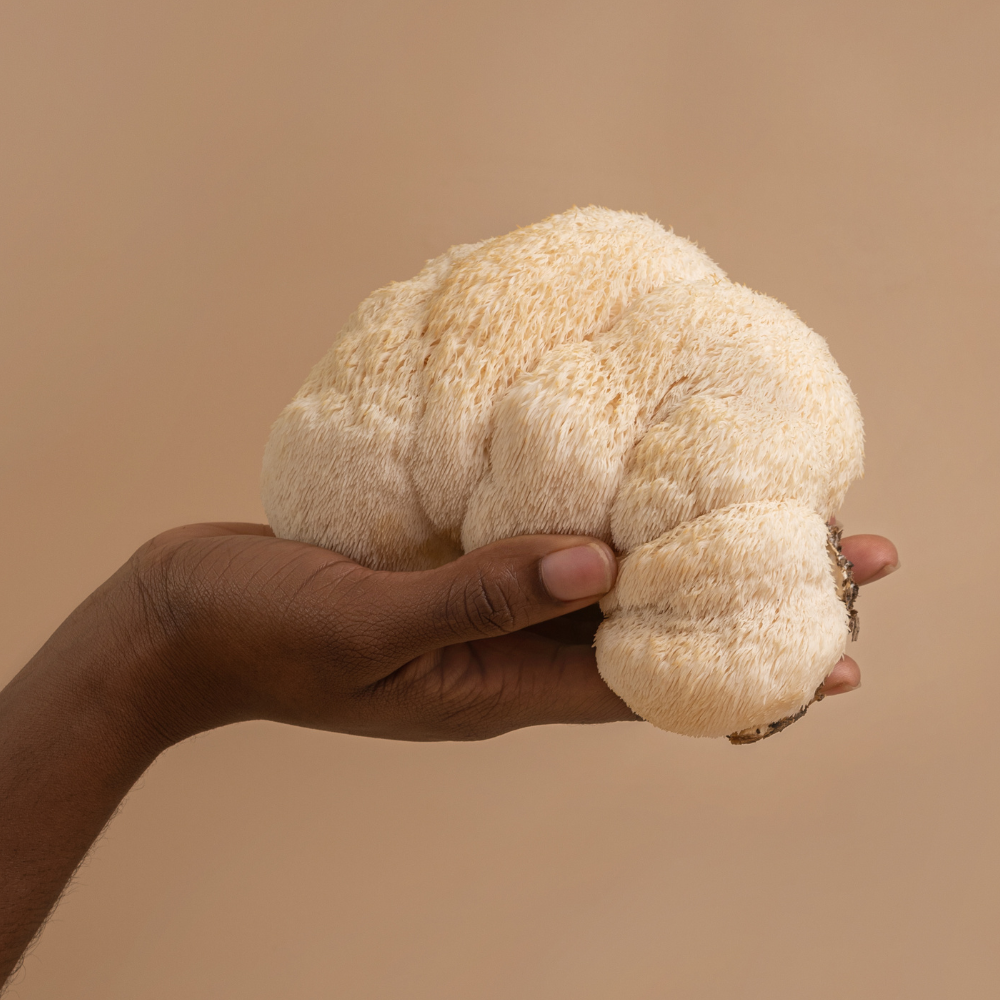 Lion's Mane