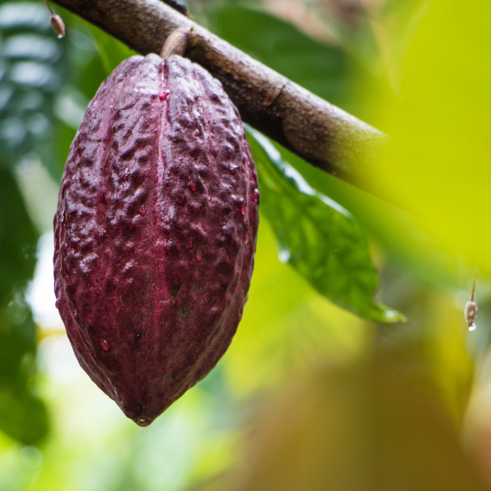 Raw Cacao